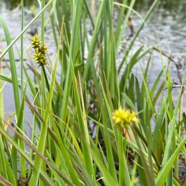 Carex echinata Froito