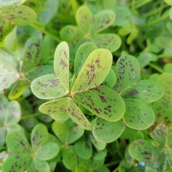 Oxalis pes-caprae Foglia