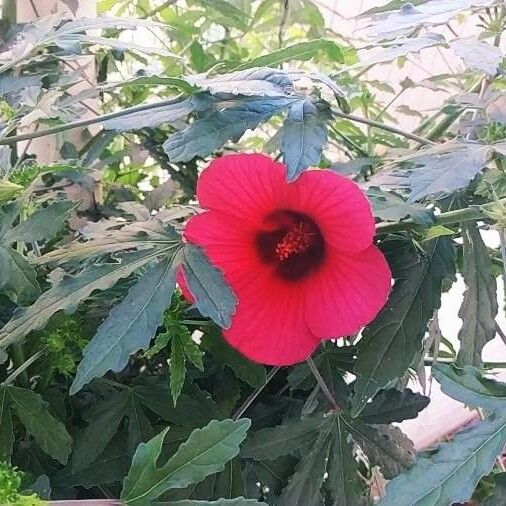 Hibiscus cannabinus Žiedas