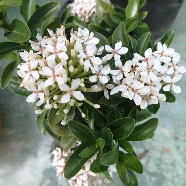 Ixora finlaysoniana 花