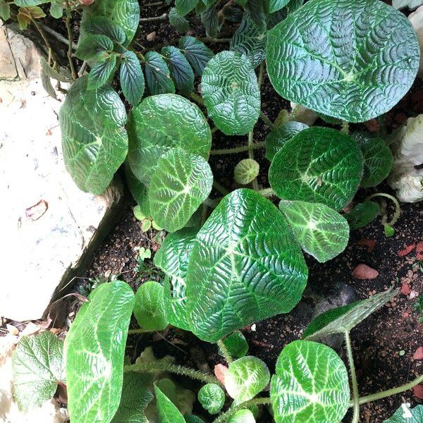 Begonia paulensis Характер