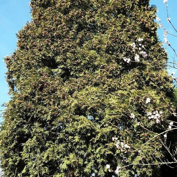 Thuja occidentalis Habitus