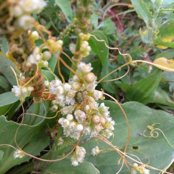 Cuscuta australis Fiore