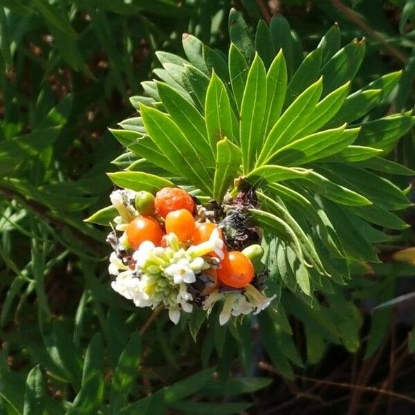 Daphne gnidium Flower