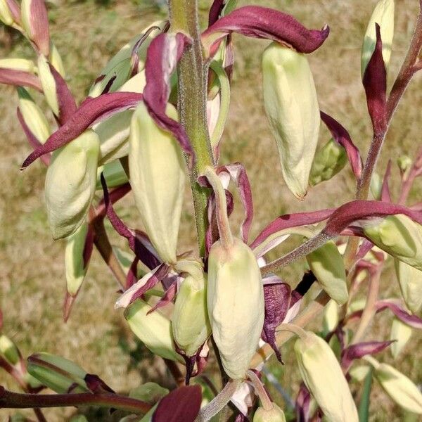 Yucca filamentosa Cvet