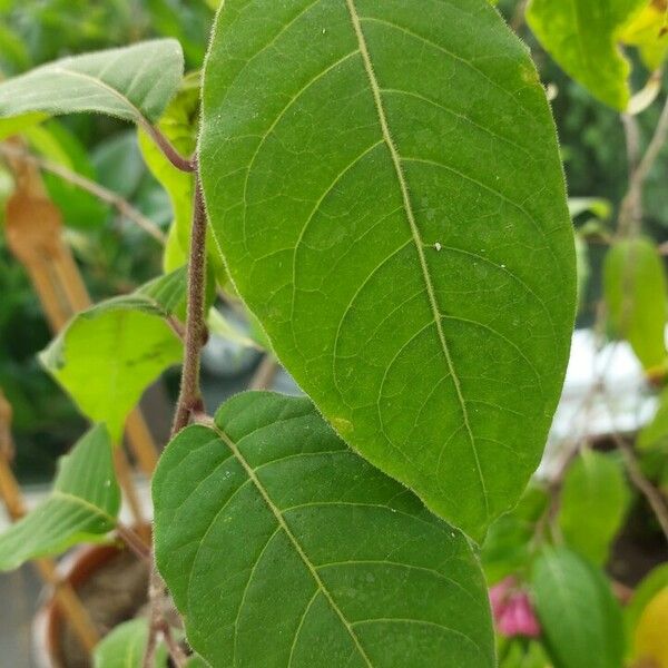 Cestrum elegans Foglia