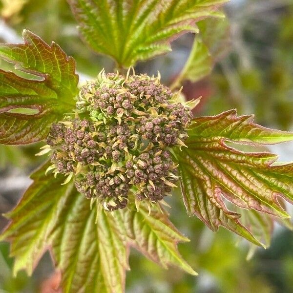 Viburnum sargentii Flower