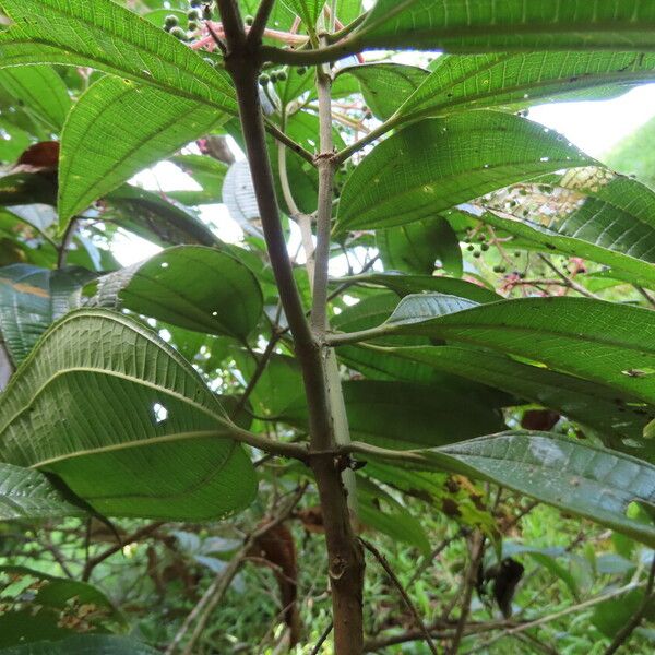 Miconia affinis Folha