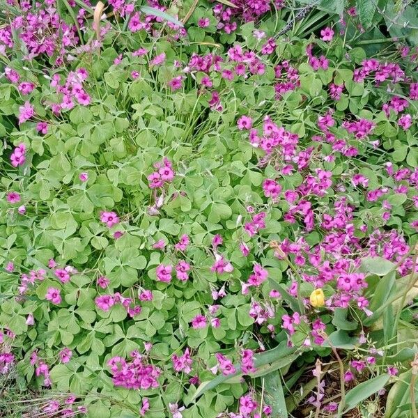 Oxalis articulata 花