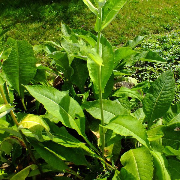 Inula helenium Лист