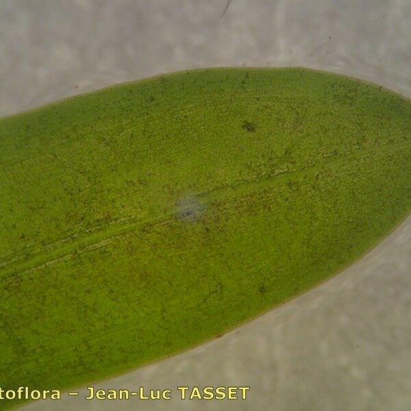 Potamogeton obtusifolius 葉