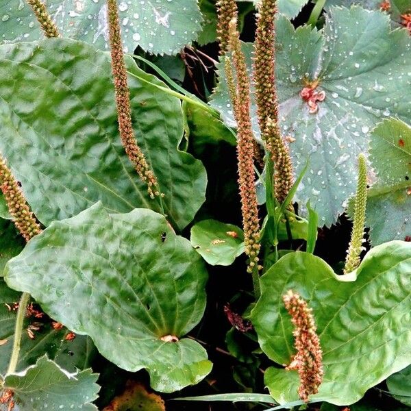 Plantago major Folla