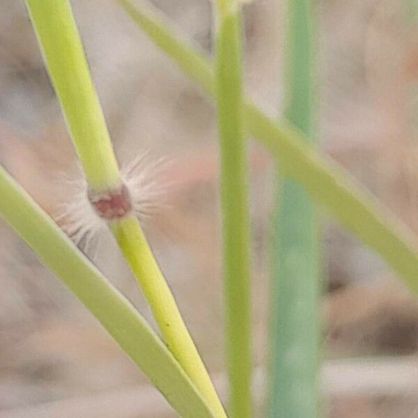 Dichanthium annulatum Cortiza