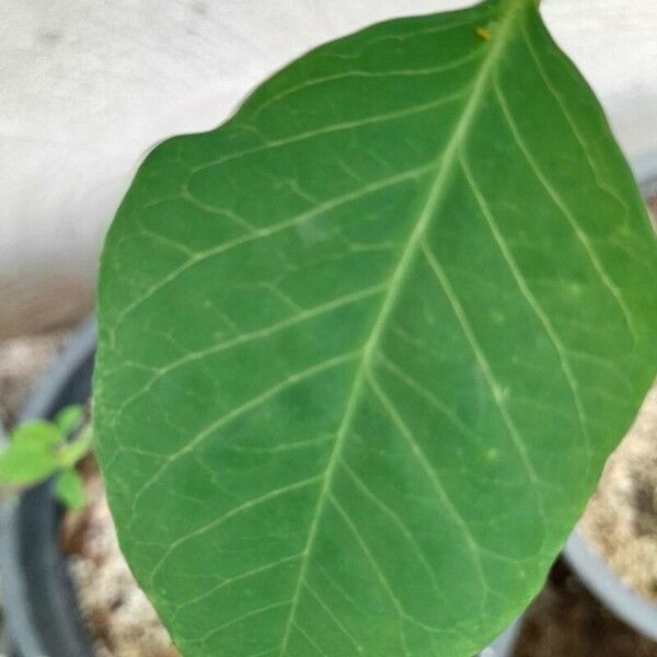 Euphorbia heterophylla Leaf