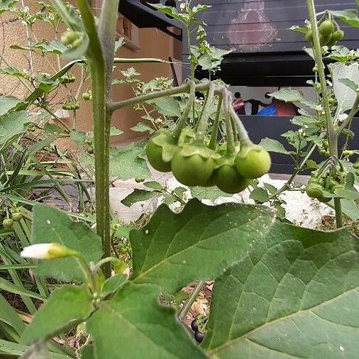 Solanum nigrum Vrucht