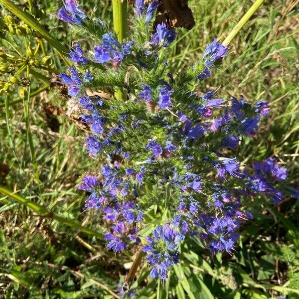 Echium vulgare फूल