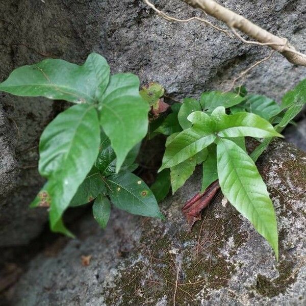 Tectaria heracleifolia Hoja