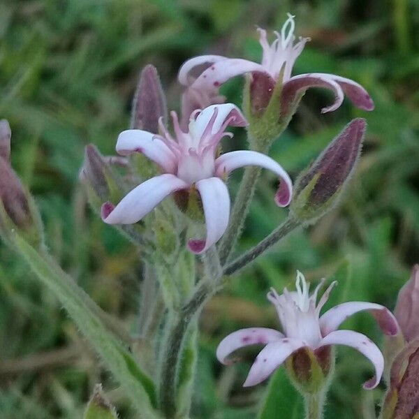 Oxypetalum solanoides Flor