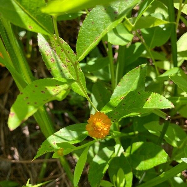 Polygala lutea Květ