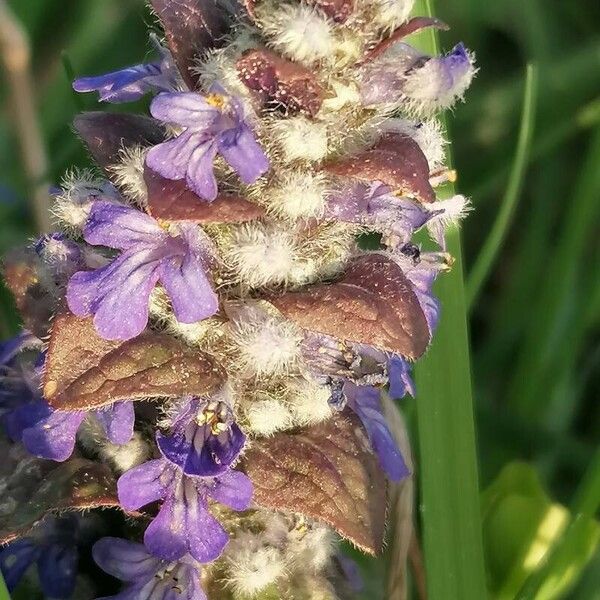 Ajuga pyramidalis Blüte