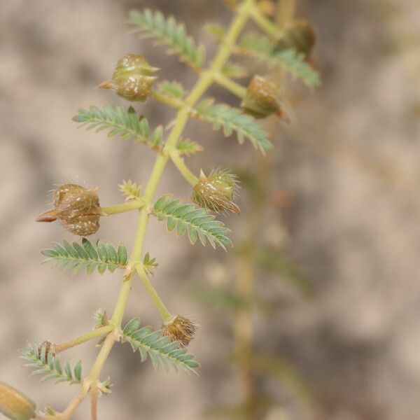 Tribulus zeyheri Plod