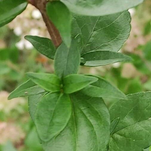 Abelia chinensis Листок