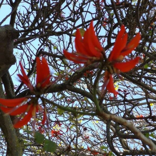 Erythrina variegata Blüte