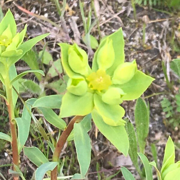 Euphorbia falcata 葉