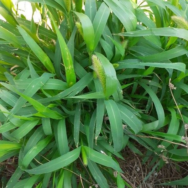 Setaria italica Leaf