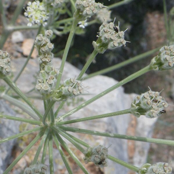 Zosima absinthiifolia Flower