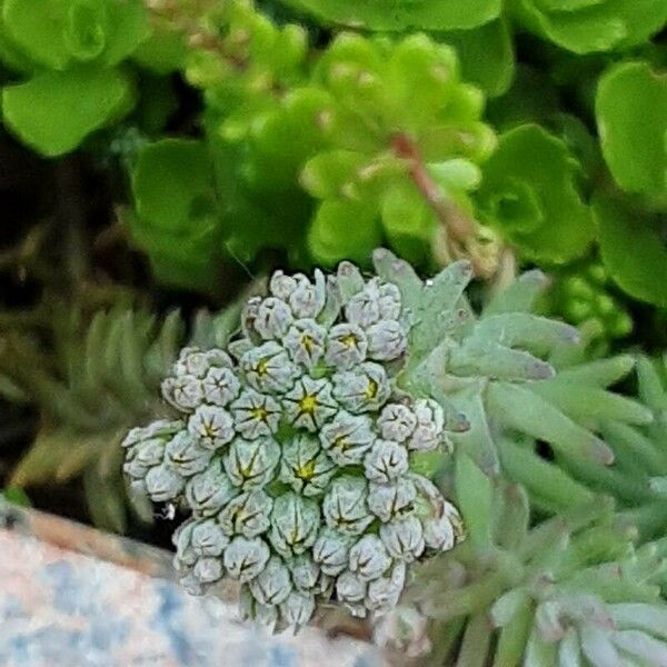 Petrosedum ochroleucum Floare