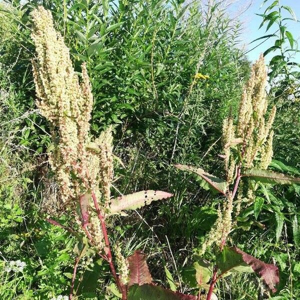 Rumex aquaticus Froito