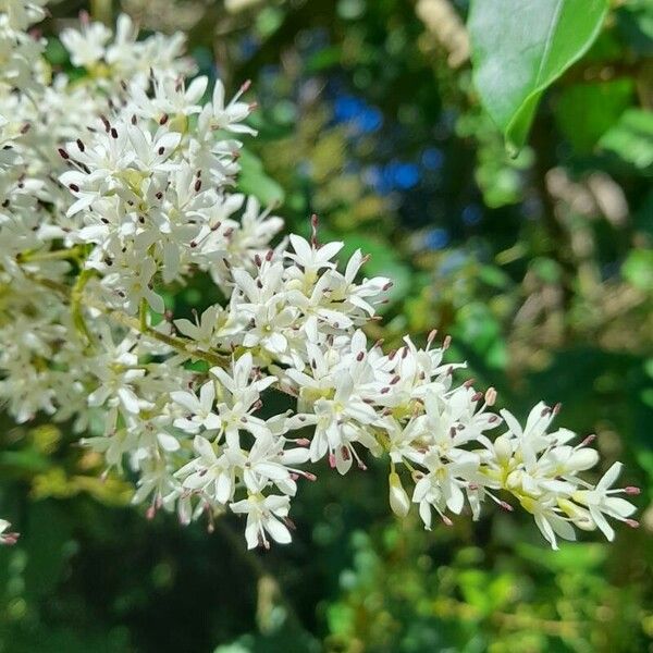 Ligustrum sinense Kvet