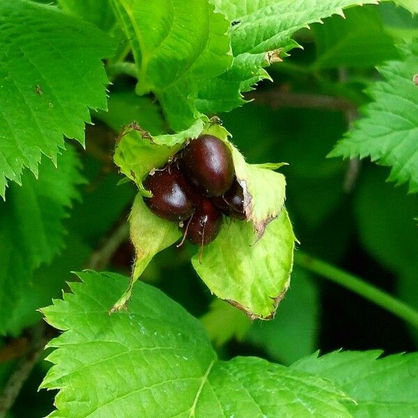 Rhodotypos scandens Fruit