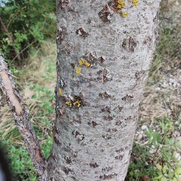 Populus alba Lubje