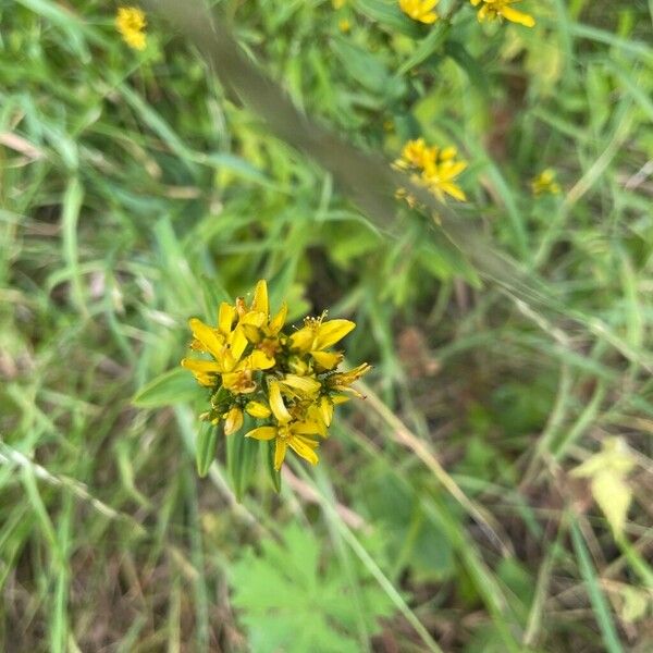 Hypericum hirsutum Kwiat