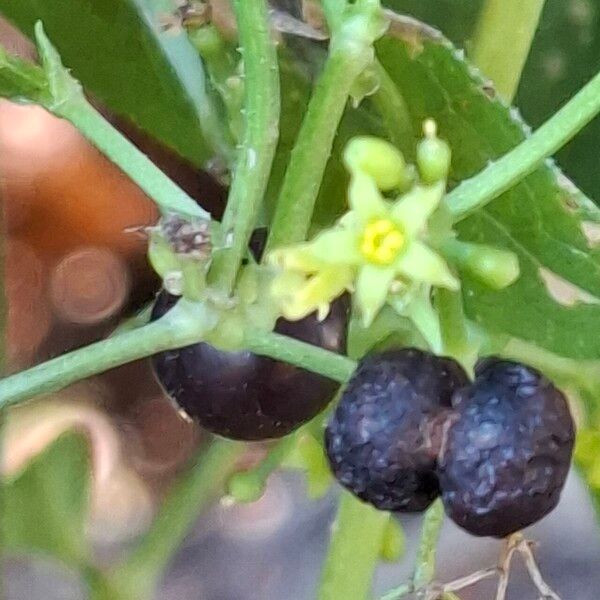 Rubia tinctorum Fruit