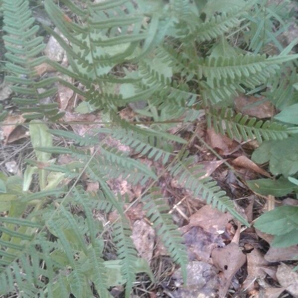 Pteridium aquilinum Blatt