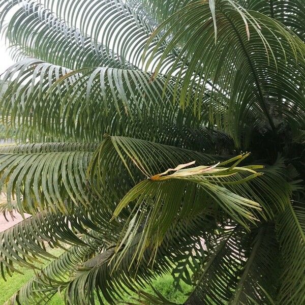 Cycas revoluta Leaf