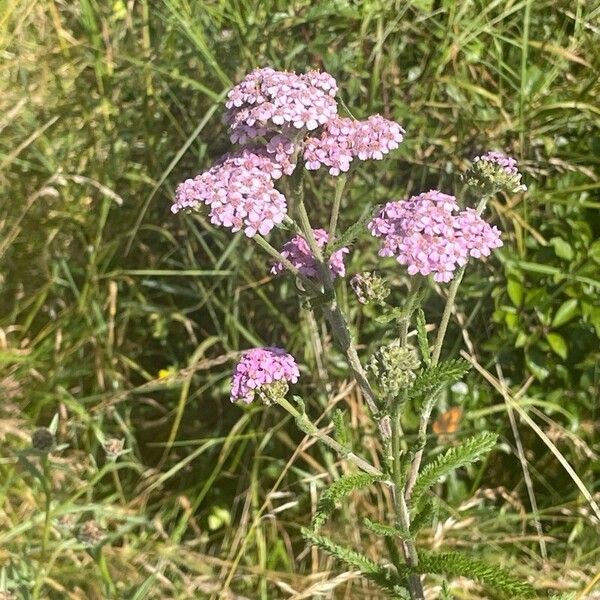 Achillea millefolium 花