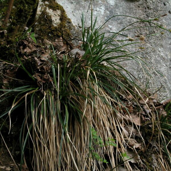 Carex brevicollis Συνήθη χαρακτηριστικά