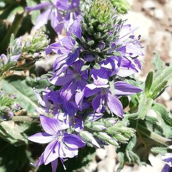 Veronica teucrium Floro