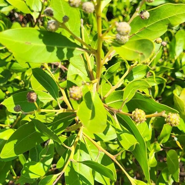 Conocarpus erectus Folha