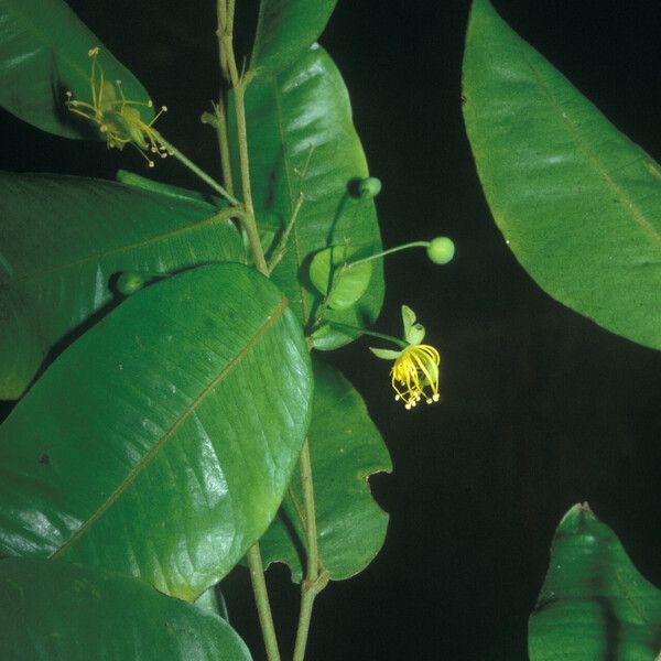 Swartzia arborescens Fleur