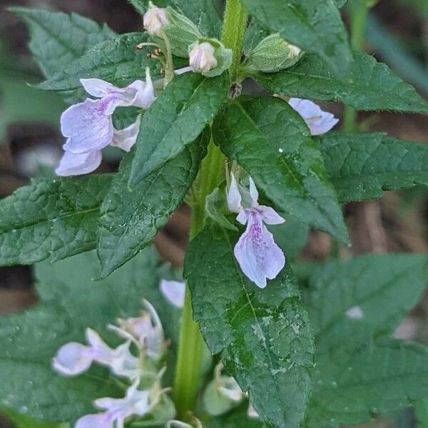 Teucrium canadense Fiore