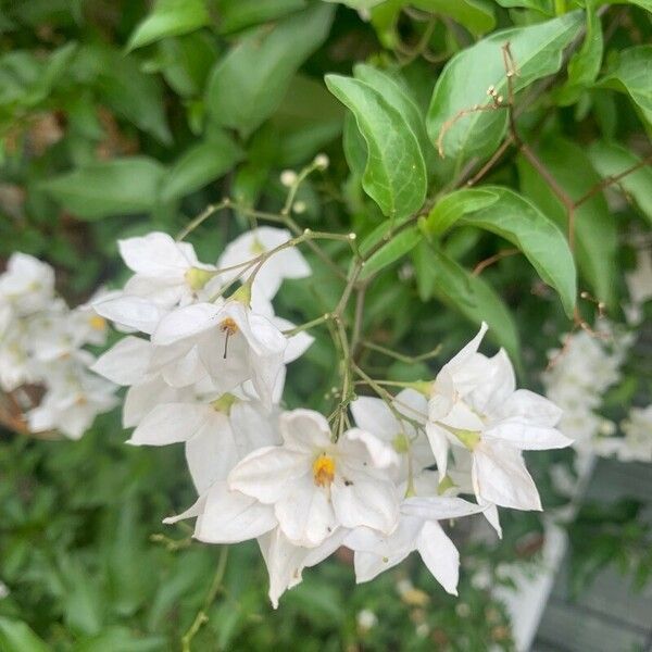 Jasminum polyanthum 花