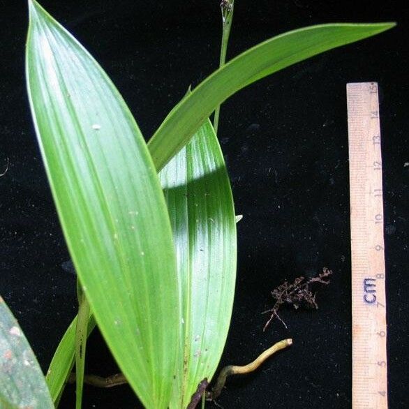 Sobralia fragrans Other