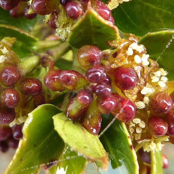 Rhamnus alaternus Flower