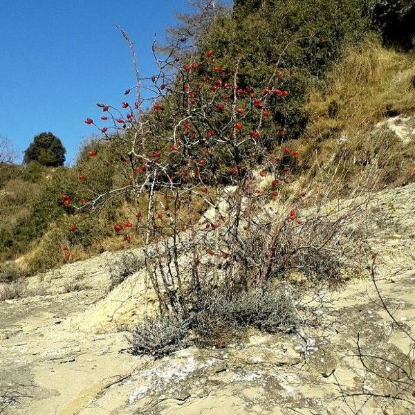 Rosa canina आदत