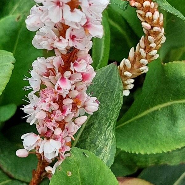 Bistorta affinis Fiore